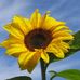 Adele Lombardo - Facebook