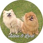 Adele & Lord - @adelordpetstar - Instagram