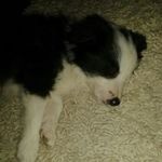 lordopilko - @adele.lord - Instagram