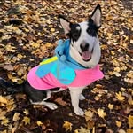 Adele Luna 💫🐾 - @adeleluna2022 - Instagram