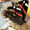 Adele Maguire - @butterflyfree6 - TikTok
