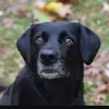 doggy acc ☺️ - @adele._.maier - TikTok