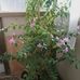Adele Maio - Facebook