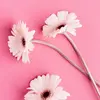 adele12443 - @adele.mariani0 - TikTok