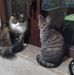 Adele Marini - Facebook