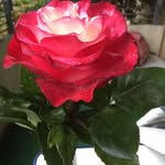 Adele Martini - @adele.martini.773 - Instagram