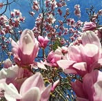 Adele Massa - Facebook