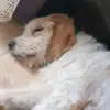 AdèleMathieu - @piperwfast6 - TikTok