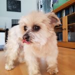 maurer adele - @maureradele - Instagram