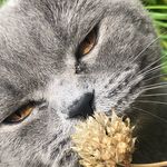 Monty - @mccarthy_adele - Instagram