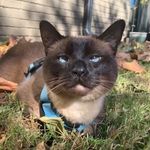Adele McClendon - @adelekittycat - Instagram
