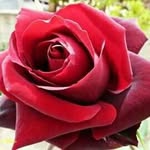 Adele Mineo - @mineoadele - Instagram