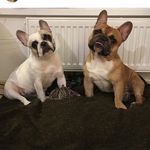 Oliver & Adele - @oliver_and_adele_frenchies - Instagram