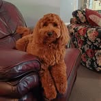 Adele Roche - Facebook