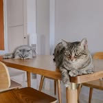 Adele & Ryan - @nyadeleryan - Instagram