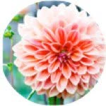 Adele Ryan - @adeleryan_ - Instagram