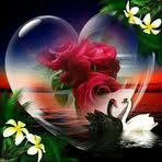 Adel El Shaer - Facebook