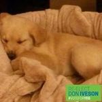 Adele Bernard Simpson - @adelebernardsimpson - Instagram