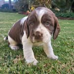 Adele Swart - @schooner_the_springer_spaniel - Instagram