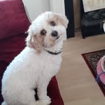 Adele Thomas - @adele.thomas.58173 - Instagram