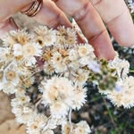 Adele Thomas - @gypsymoth_art - Instagram
