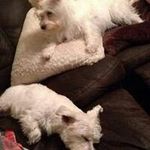 Adele Webb - @adele.webb - Instagram