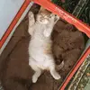Адэлина Фокс - @adelinefox2005 - TikTok