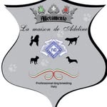 La Maison de Adeline di Becchio Manuela - @allevamento_lamaisondeadeline - Instagram