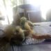 Adell Williams - Facebook
