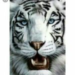 Adem Kovacevic - @kovacevic.adem - Instagram