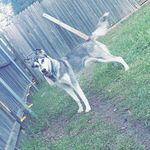 Aden Shaw - @athenathebestbear - Instagram