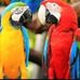 Adi Sheikh Birds Center - Facebook