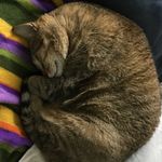 Adi Shoshan - @shoshan_cat - Instagram