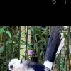 adisusanto - @adisusanto565 - TikTok