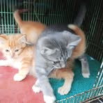 Adi Sutanto - Facebook
