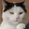 adi.toth - @adi.toth - TikTok