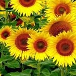 Adil Abdallah - @adilabdallah1543 - Instagram