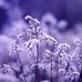Adil Azim - Facebook