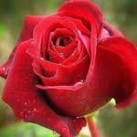 Adil Ebrahim - @adil.ebrahim.77 - Instagram