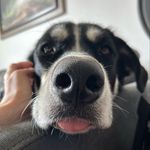 Adina Brooks - @adina_the_rescue - Instagram