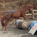Adina Roberts - @adina.church.of.horse - Instagram