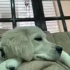 Aditya Handa - @harley_goldenretriever1 - TikTok