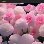 Adja M'bow - Facebook