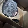 Adnan Muhammad - @adnan.muhammad11233 - TikTok