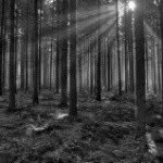 Steinbacher - @adolphusbushland - Instagram