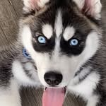 Blue A(Dolph) Jones - @blue_dolph_ - Instagram