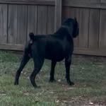 Adonis King - @adonis_king_canecorso - Instagram