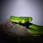 Adriaan de Meyer - @luziferpets - Instagram