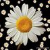 Adriana Lameda - Facebook