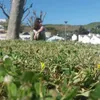 Adriana Alas - @adriana.alas - TikTok